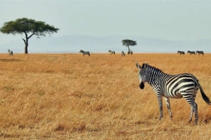 Kenya safari destinations