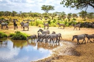 Tanzania safaris