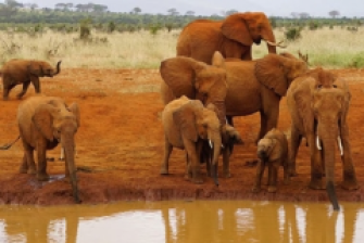 Ultimate 7-Day Kenya Safari Adventure Tour