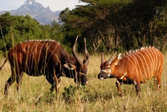7  Days Samburu, Lake Nakuru, Masai Mara and Naivasha budget Safari