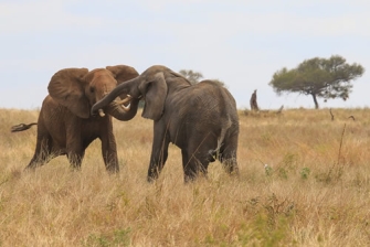 6 Day Tanzania Big Five Safari
