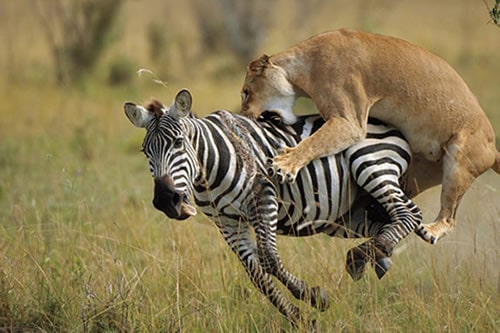 amboseli safaris