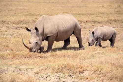 lake nakuru hells gate safaris