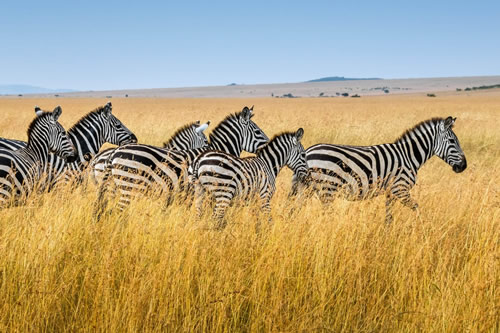 amboseli tsavo