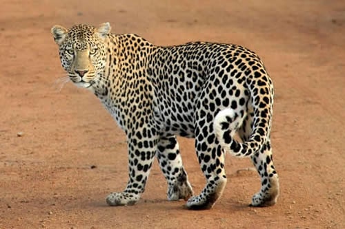 jeep safaris and tours