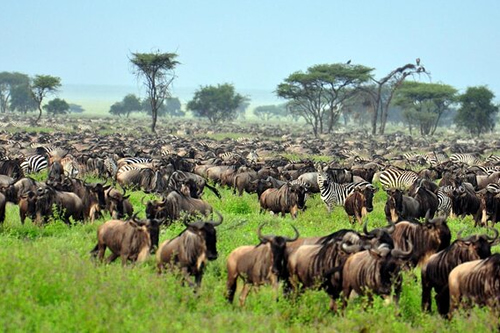 kenya and tanzania combined safaris