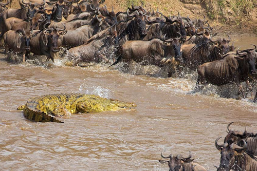 serengeti wildebeest migration