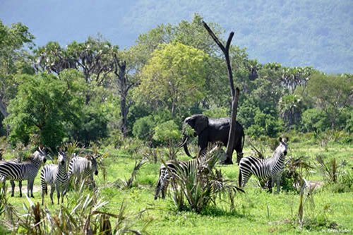 tanzania jeep safaris