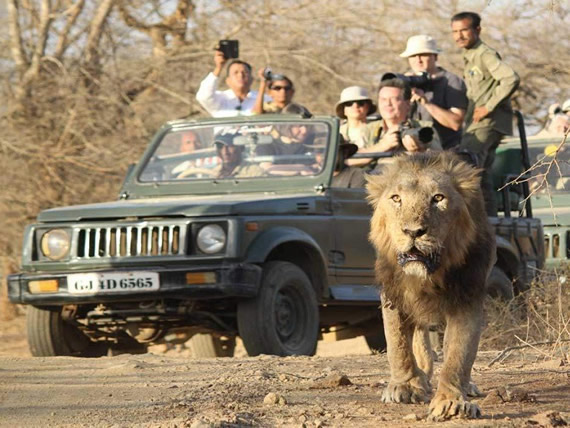 Jeep Safaris and Tours